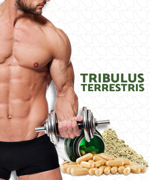 TRIBULUS TERRESTRIS 500mg | Aumenta a Libido e Potência Sexual, Massa Muscular em Atletas e mais.